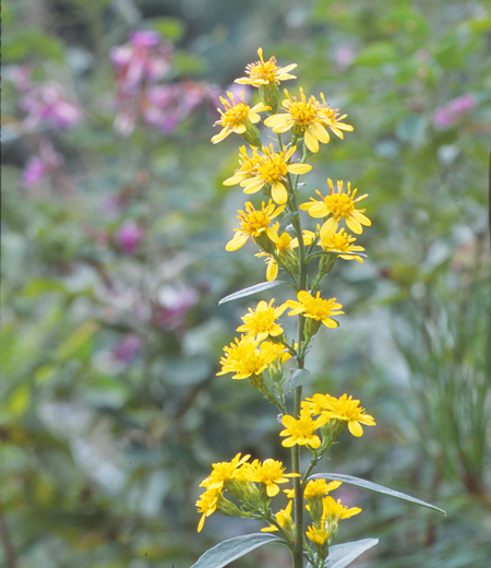 Solidago virgaurea subsp. asiatica (Solidage verge d’or)