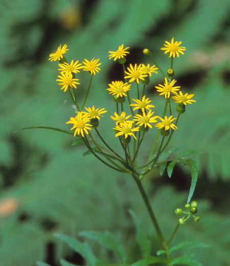 Senecio nikoensis (Séneçon de Nikko)