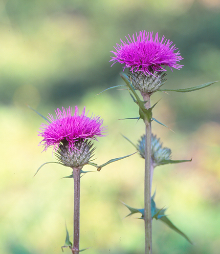 Cirsium oligophyllum