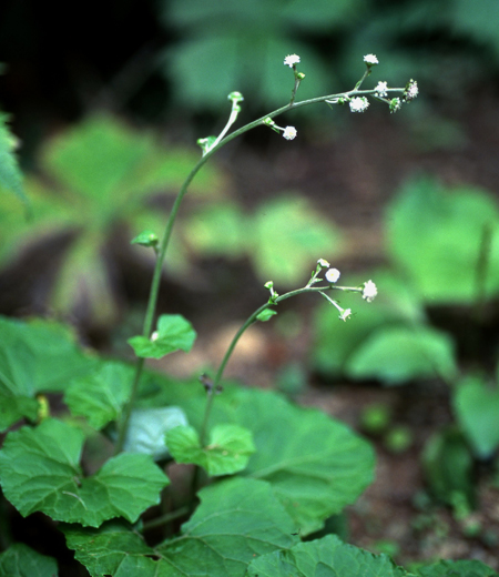 腺梗菜（和尚菜）