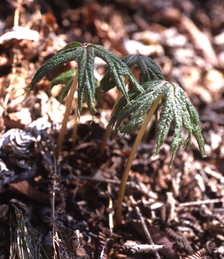 Syneilesis palmate (Shredded Umbrella Plant)