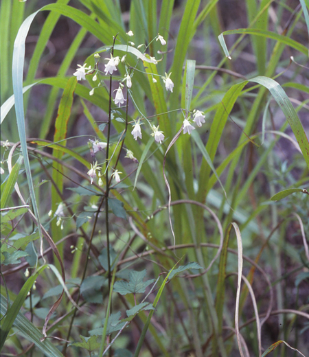 Adenophora divaricata