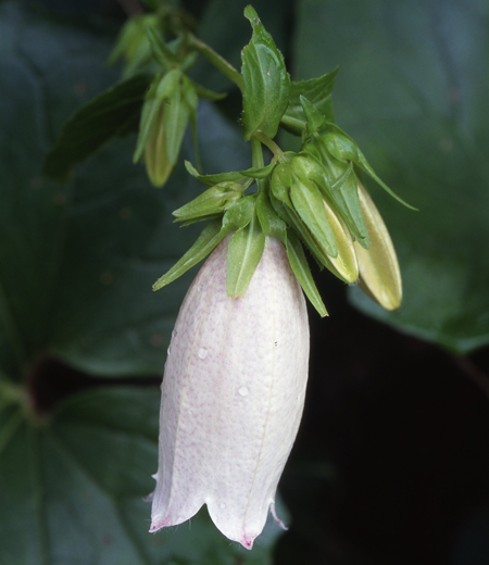 Campanula punctata