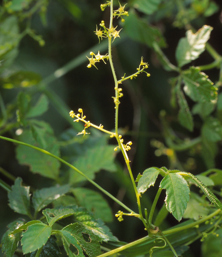Gynostemma pentaphyllum (Five-leaf Ginseng)