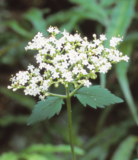 白花敗醬