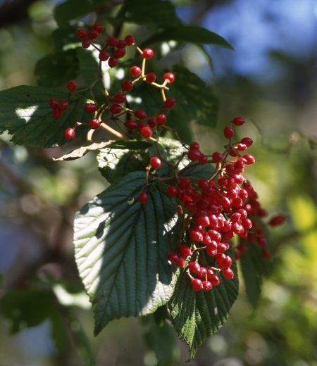 Viburnum Dilatatum