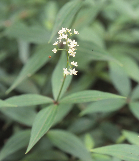 Galium kinuta (Gaillet de Kinuta)