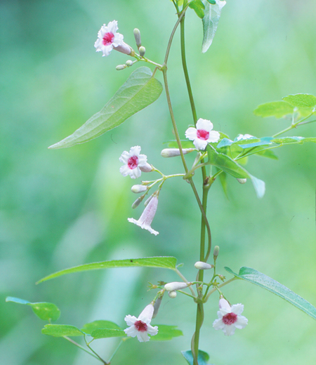 Paederia scandens var.mairei (Skunk Vine)