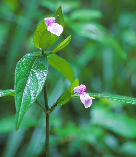 Dicliptera japonica