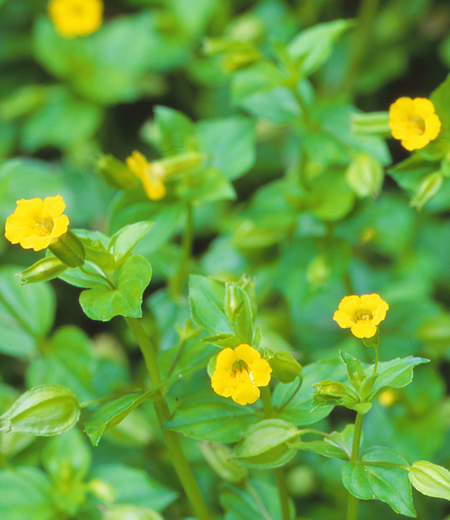 Mimulus nepalensis var. japonicus