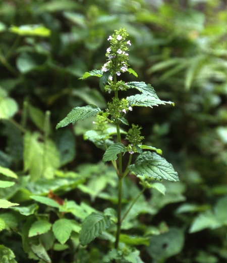 小花风轮菜