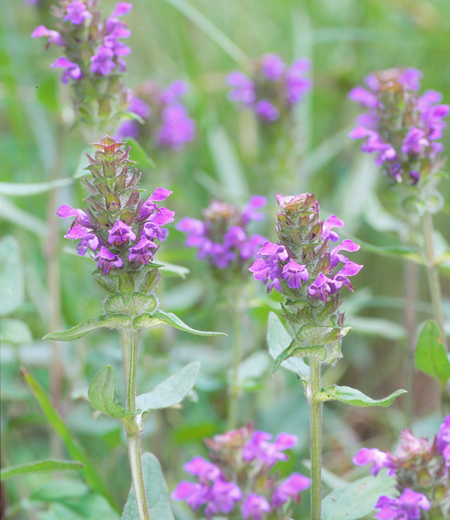 Prunella vulgaris ssp. asiatica (Brunelle commune var. à fleurs lilas)