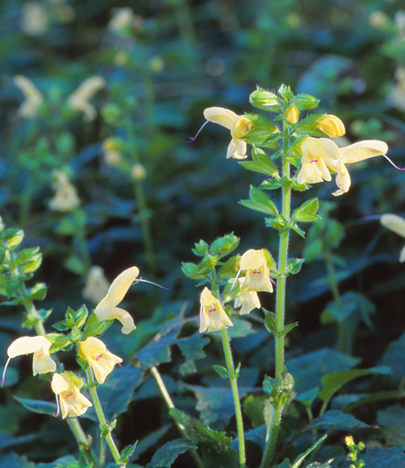 Salvia nipponica