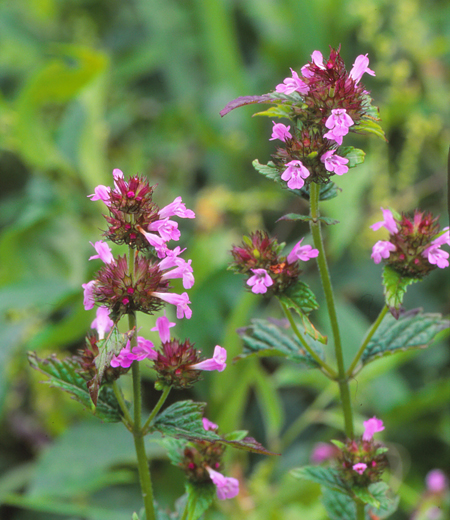 Clinopodium chinense var. parviforum