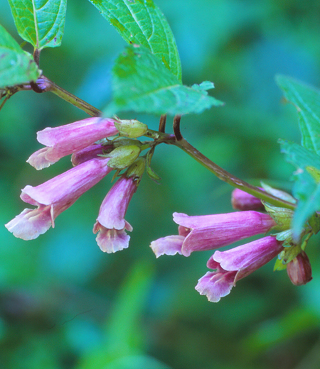 Chelonopsis moschata