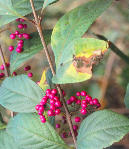 Callicarpa Japonica