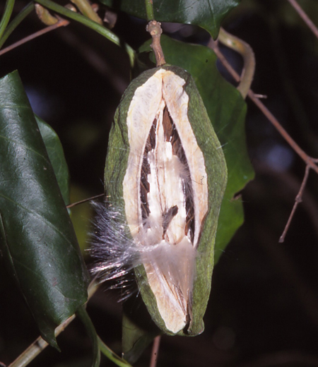 Marsdenia tomentosa