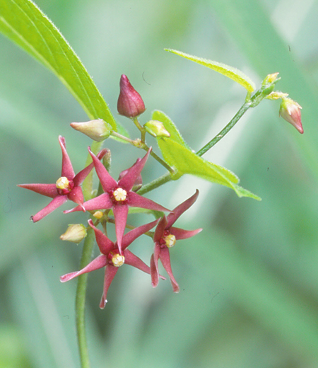 Vincetoxicum sublanceolatum/Cynanchum sublanceolatum