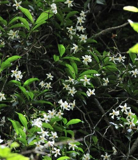 Trachelospermum asiaticum (Japanese star jasmine)