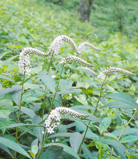 Lysimachia clethroides(Gooseneck Loosestrife)