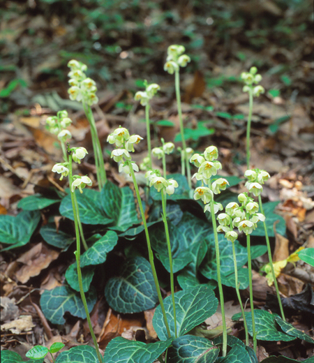 Pyrola japonica（Shinleaf）