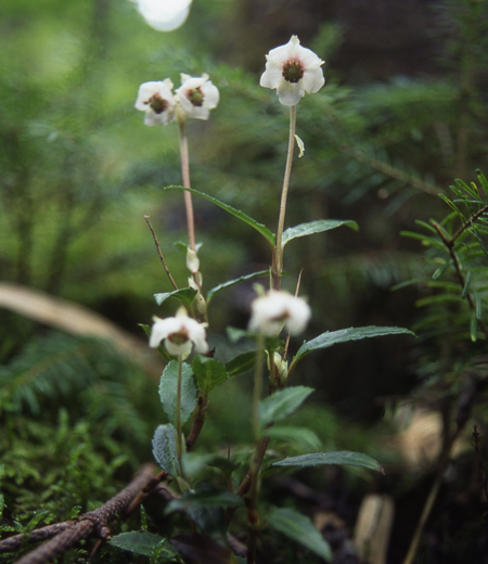 Chimaphila japonica