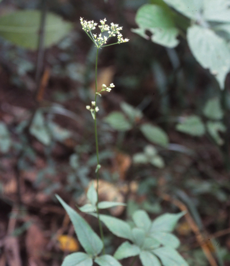 具萼茴芹