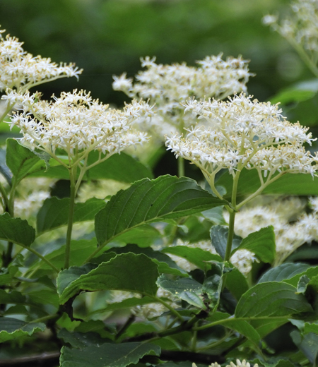 Cornus macrophylla