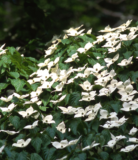 Cornus kousa / Cornouiller du Japon