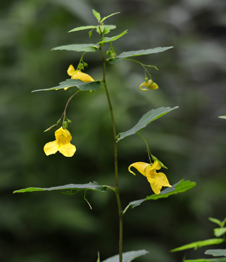 Impatiens noli-tangere (Impatiente ne-me-touchez-pas)