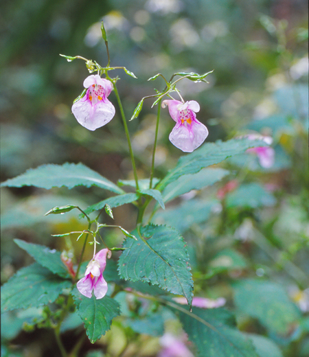 Impatiens textori