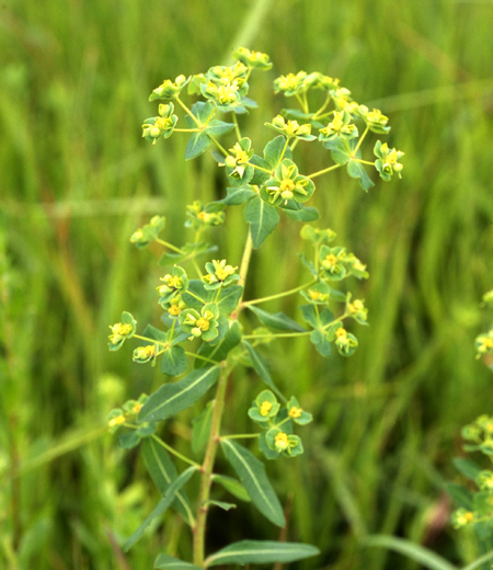 Euphorbia lasiocaula/Euphorbia pekinensis