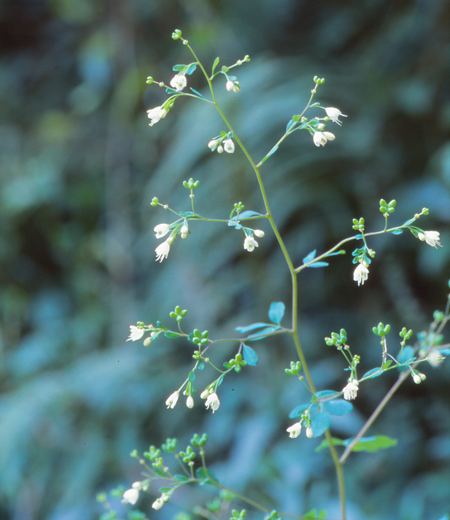 Boenninghausenia albiflora var. japonica