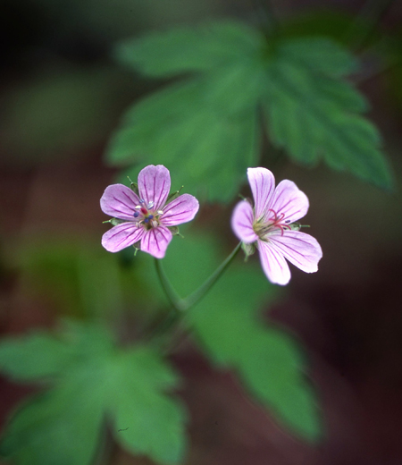 Geranium wilfordii