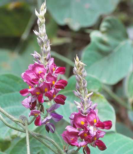 Pueraria lobata(kudzu)