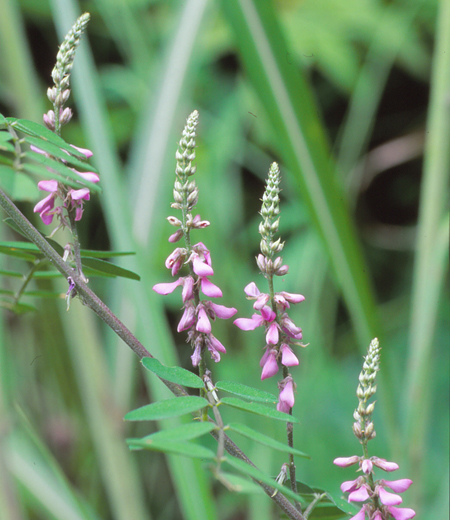 Indigofera (Leguminosas)