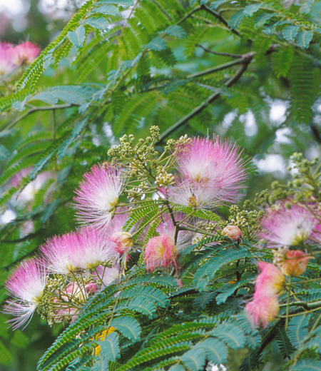 Albizia julibrissin(Silk Tree)