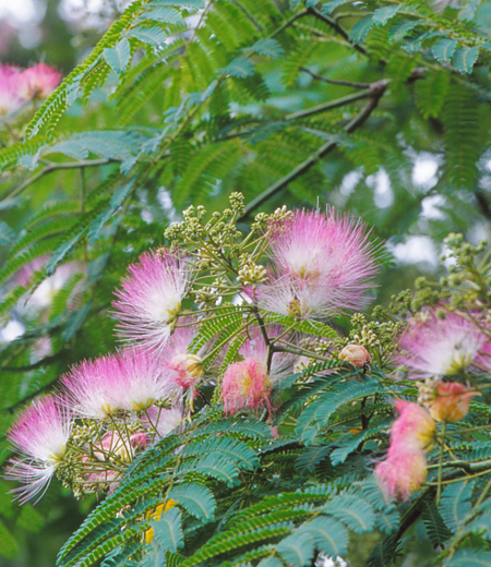 Albizia Julibrissin (Árbol de la Seda)