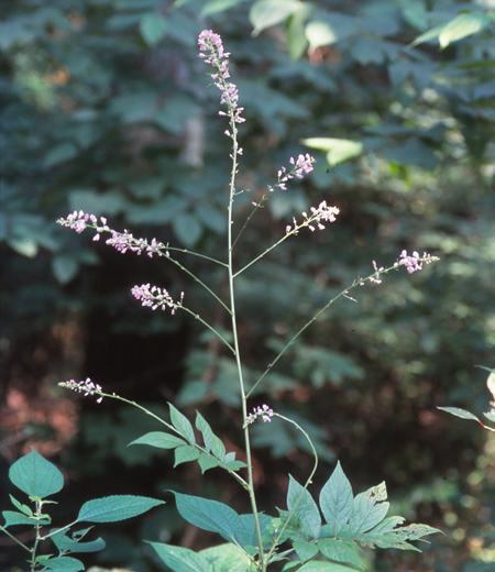 Desmodium oldhamii