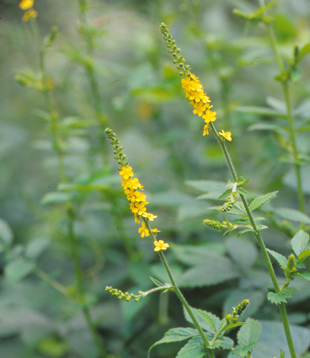 Agrimonia pilosa