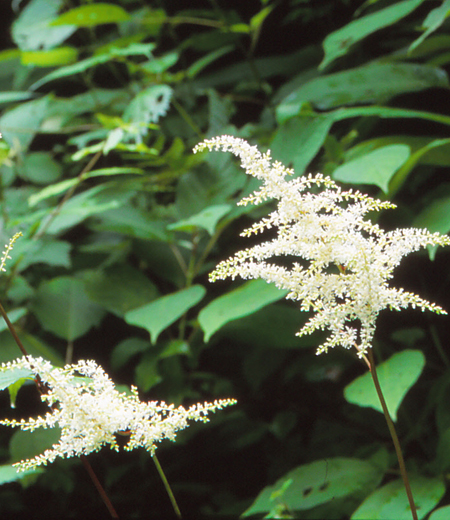 Astilbe thunbergii