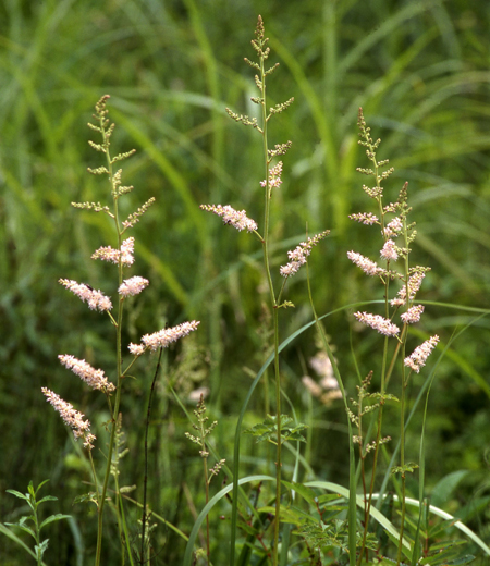 Astilbe microphylla