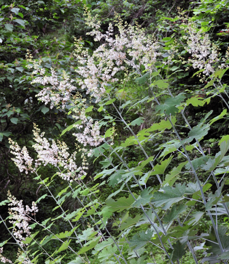 Macleaya cordata (Plume Poppy)