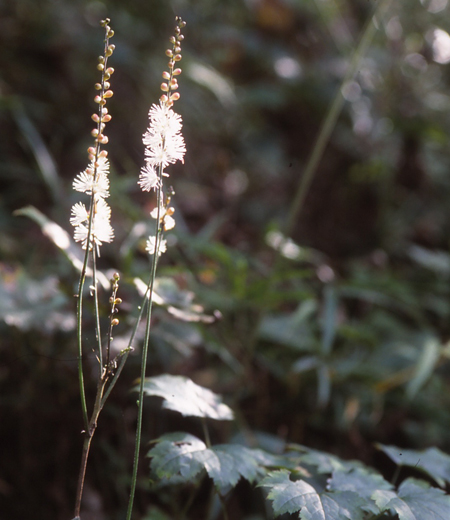 Cimicifuga japonica（Japanese Bugbane）