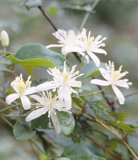 Clematis terniflora（Sweet Autumn Clematis）