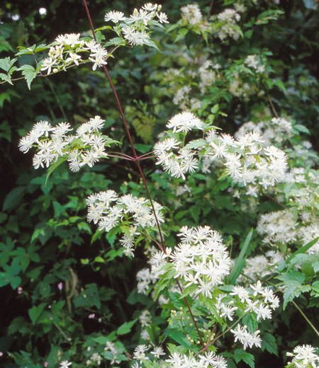 Clematis apiifolia