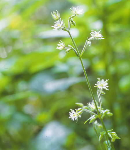 Stellaria monosperma var. japonica