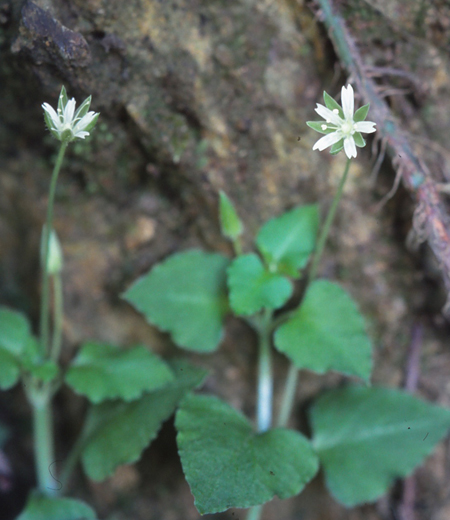 Stellaria diversiflora