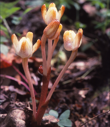 Yoania amagiensis