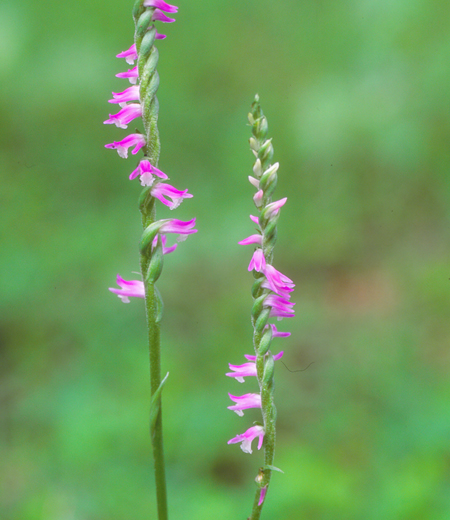 Spiranthes sinensis var. amoena